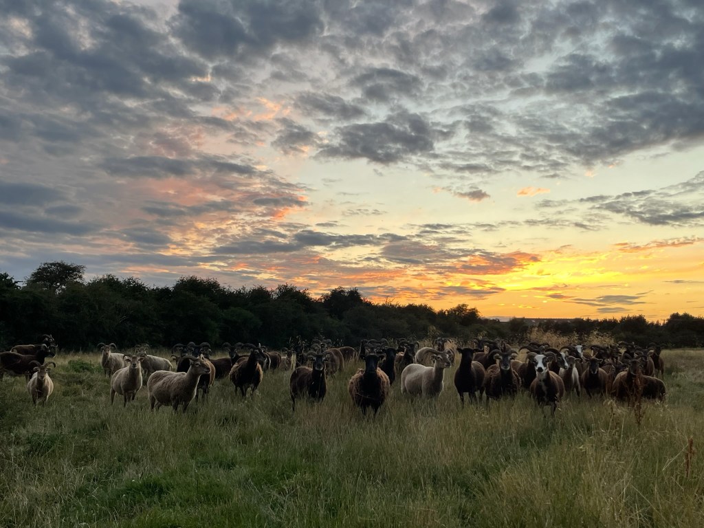 Soay sheep in Leicestershire field with sunset beihnd